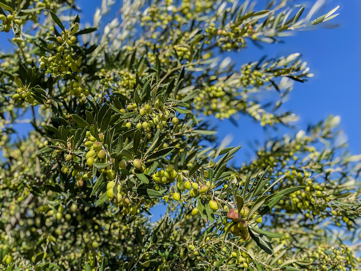 Olivovník obsypaný olivami odrůdy Koroneiki v olivových hájích Theikos na Krétě